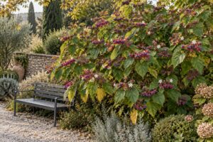 Clerodendrum trichotomum, i frutti blu che cambiano il fondale del giardino d’autunno
