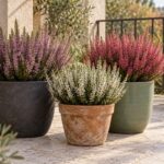 Tre Callune sul terrazzo in vasi grafite, terracotta e verde salvia