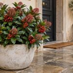 Skimmia japonica in vaso accanto a un ingresso nelle fredde giornate d'autunno