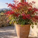 Nandina domestica con foglie rosse in vaso di terracotta sul terrazzo