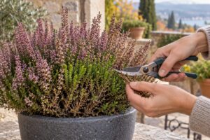 Come potare la Calluna dopo la fioritura: l’errore sul legno vecchio che rischia di ucciderla