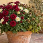 Crisantemo in vaso con fiori bordeaux e crema, boccioli nuovi e alcune corolle secche