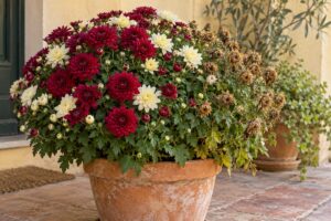 Come ripulire il crisantemo dai fiori secchi per stimolare la nascita continua di nuovi boccioli
