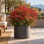 Nandina rossa e bronzo in vaso antracite su un terrazzo contemporaneo