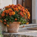 Crisantemo arancione in vaso con alcuni steli moscetti davanti all'ingresso