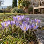 Crocus speciosus in fiore tra un prato autunnale e un sentiero di pietra scura