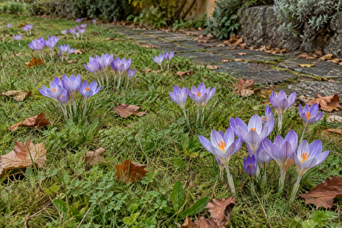 Gruppi di Crocus speciosus naturalizzati in un prato rado accanto a un vialetto