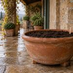 Vaso di tulipani appena piantati riparato dalla pioggia sul terrazzo