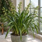 Cymbidium con boccioli in una veranda luminosa e fresca