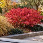 Euonymus alatus Compactus rosso in un piccolo giardino con pietra grigia e graminacee