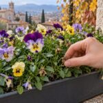 Mano che rimuove un fiore appassito da una cassetta di viole cornute