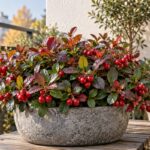Gaultheria con foglie rosse e porpora in vaso su un piccolo balcone d'autunno
