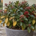 Skimmia japonica in vaso con foglie gialle, bacche rosse e boccioli in autunno