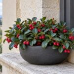 Gaultheria procumbens con foglie lucide e bacche rosse in ombra luminosa