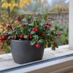 Gaultheria procumbens in vaso antracite con bacche rosse su un davanzale esterno