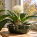 Haemanthus albiflos con fiore bianco a pennello su un davanzale luminoso