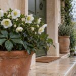 Helleborus niger in fiore riparato vicino all'ingresso