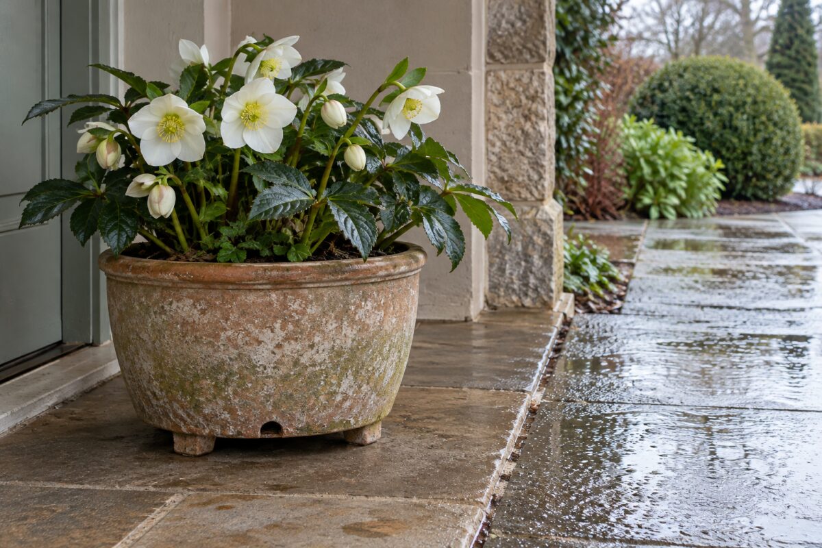 Helleborus niger in vaso sotto il portico durante la pioggia