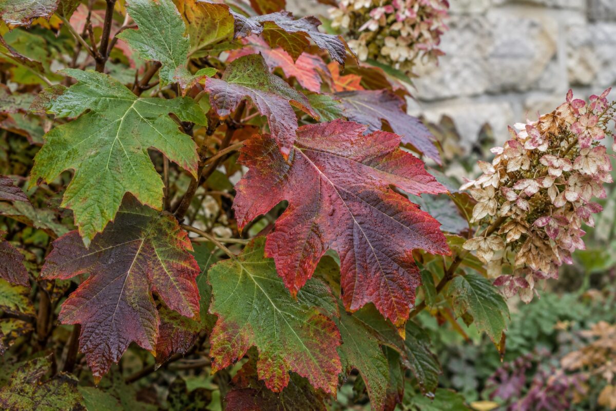Foglie lobate rosse e porpora di Hydrangea quercifolia in autunno