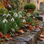 Galanthus reginae olgae in fiore lungo un camminamento coperto di foglie autunnali