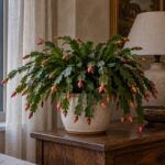 Cactus di Natale con boccioli su una consolle accanto a una finestra al tramonto