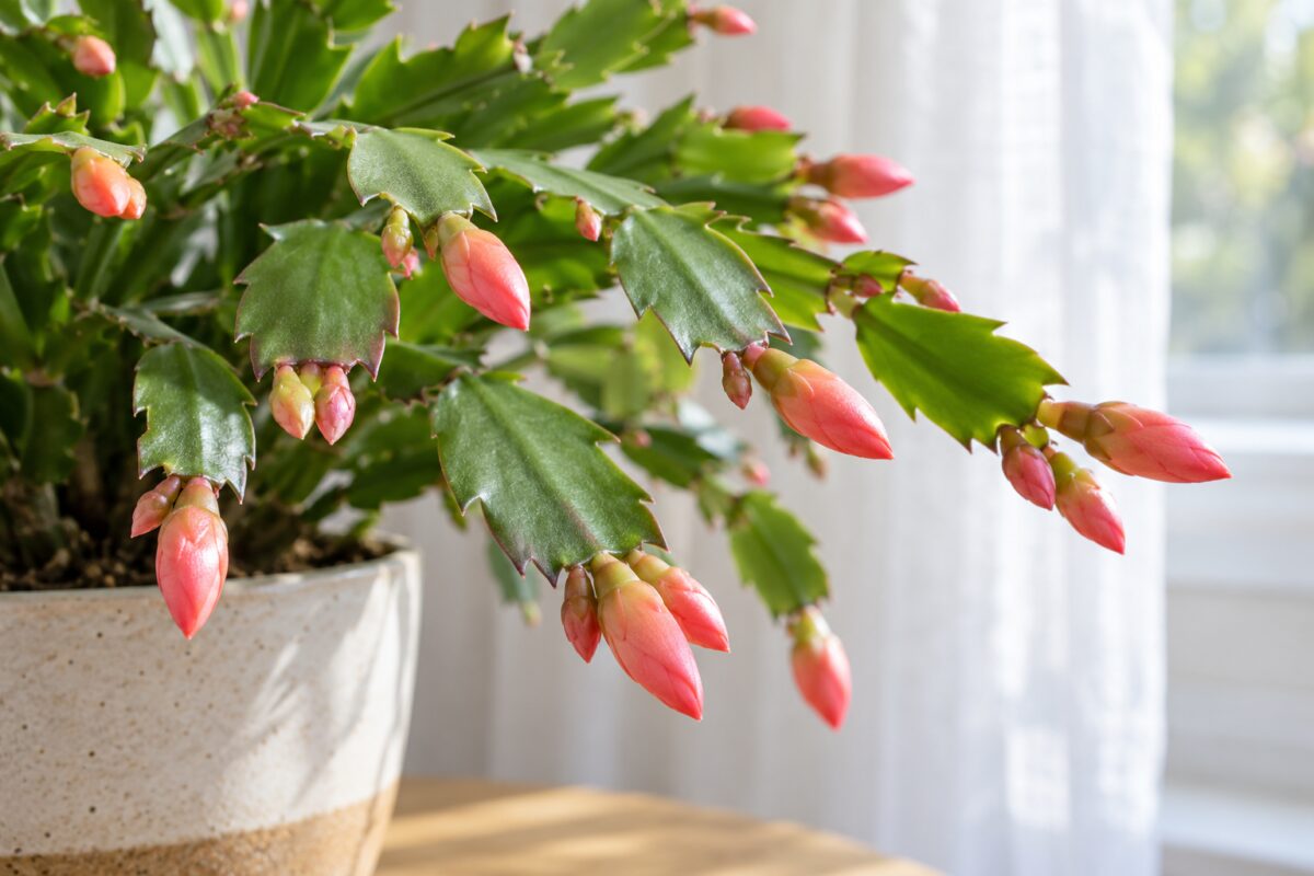 Dettaglio dei boccioli rosa alle estremità dei segmenti di Schlumbergera truncata