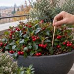 Gaultheria procumbens in vaso con stecchino di legno per controllare l'umidità