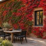 Parthenocissus tricuspidata rossa e cremisi su una parete in mattoni accanto alla zona pranzo