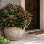 Skimmia japonica in vaso che illumina un ingresso esterno ombreggiato