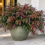 Leucothoe Scarletta in vaso verde salvia su una veranda in ombra