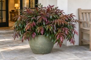 Leucothoe Scarletta colora di bronzo una veranda in ombra per tutto l’inverno