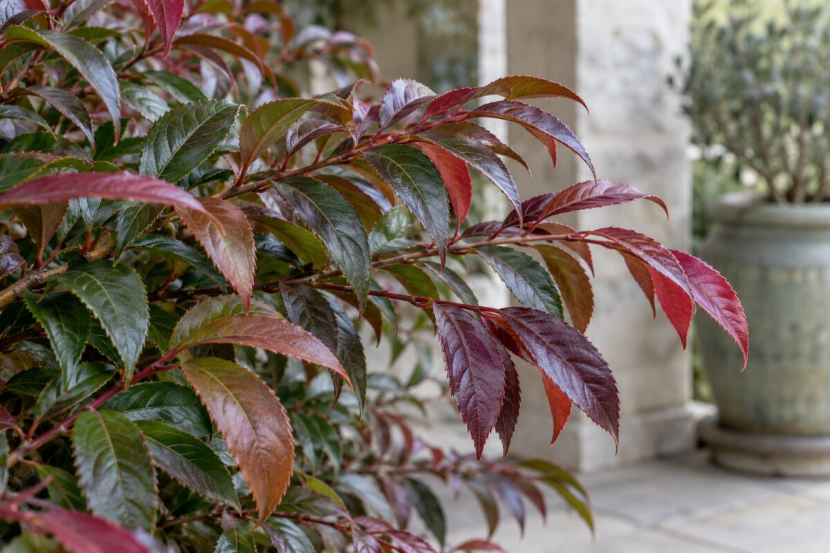 Foglie bronzee rosse e verdi della Leucothoe Scarletta in autunno