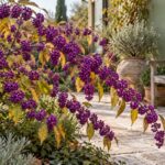 Callicarpa carica di bacche viola in un giardino autunnale