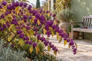 Mai potare la Callicarpa in autunno: il motivo per cui faresti sparire tutte le bacche viola