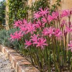 Nerine bowdenii con fiori rosa lungo un vialetto di ghiaia in ottobre