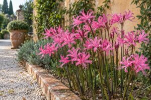 Nerine bowdenii apre fiori rosa quando il giardino sembra già spento