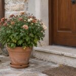 Crisantemo sfiorito in vaso di terracotta accanto a un ingresso riparato
