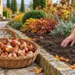 Bulbi di tulipano in un cesto accanto alla bordura in un mattino di ottobre