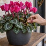 Ciclamino persicum in vaso mentre viene rimosso uno stelo sfiorito dalla base