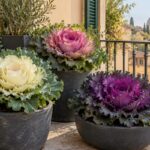 Cavoli ornamentali bianchi rosa e porpora in vasi scuri su un balcone