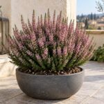 Calluna vulgaris rosa in vaso grafite su un terrazzo d'autunno