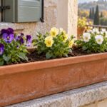 Tre gruppi di viole cornute viola, gialle e bianche distanziati in una cassetta di terracotta