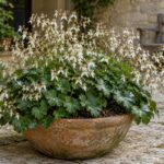 Saxifraga fortunei con fiori bianchi in un vaso di terracotta su un cortile ombroso