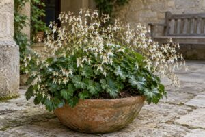 Saxifraga fortunei crea una nuvola di fiori bianchi tra pietra e terracotta in ottobre