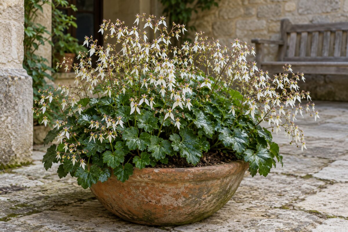 Saxifraga fortunei crea una nuvola di fiori bianchi tra pietra e terracotta in ottobre
