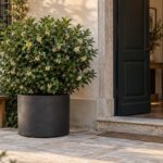 Osmanthus heterophyllus in vaso antracite vicino a un ingresso esterno