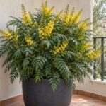 Mahonia Soft Caress con fiori gialli in vaso su un balcone in ombra
