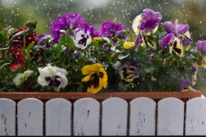 Arrivano pioggia e prime gelate: dove spostare la cassetta di viole cornute per salvare il colore