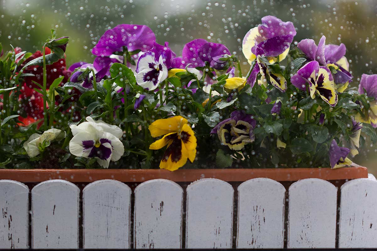 Arrivano pioggia e prime gelate: dove spostare la cassetta di viole cornute per salvare il colore